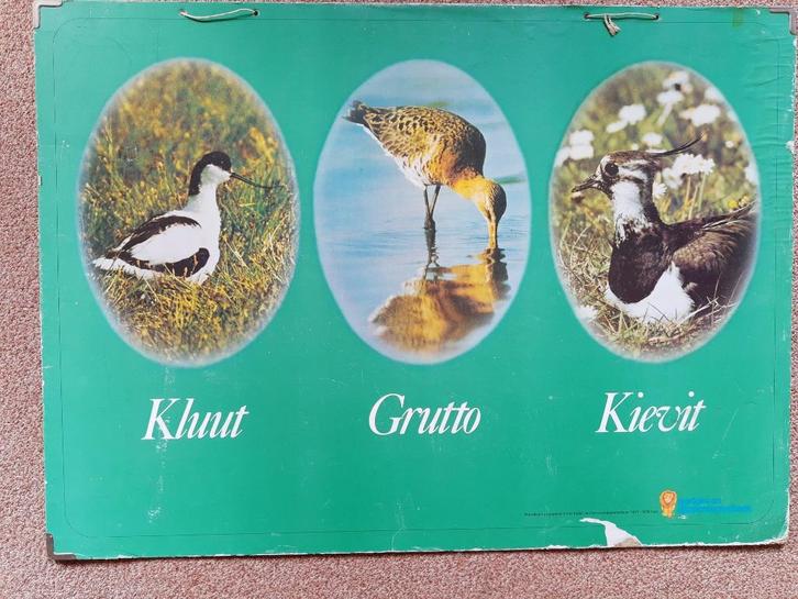 Oude schoolplaat Kluut Grutto Kievit, Antiek en Kunst, Antiek | Schoolplaten, Natuur en Biologie, Ophalen of Verzenden