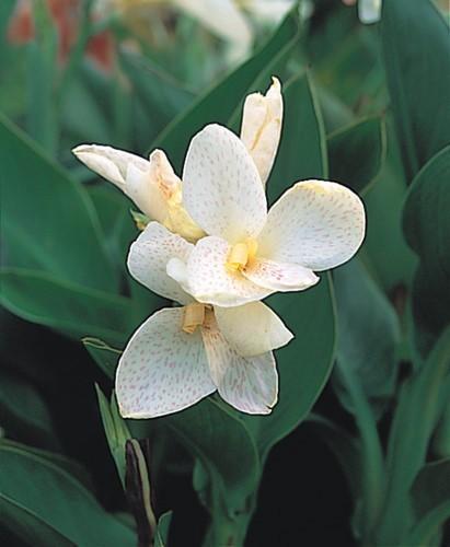 Canna Tropical White zaden, Tuin en Terras, Bloembollen en Zaden, Zaad, Voorjaar, Halfschaduw, Ophalen of Verzenden
