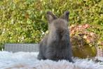 Sable VC full face engels angora voedstertje, Vrouwelijk, Middelgroot, 0 tot 2 jaar