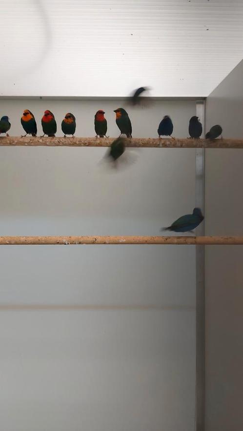 Te koop aangeboden diverse koppels roodkop papagaai amedines, Dieren en Toebehoren, Vogels | Overige Vogels, Tropenvogel, Meerdere dieren