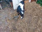 T.K. mooie bonte bok, Dieren en Toebehoren, Schapen, Geiten en Varkens, Mannelijk, Geit, 0 tot 2 jaar