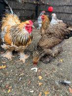 Brahma broedeieren 🐓🐣, Dieren en Toebehoren, Pluimvee, Meerdere dieren, Kip