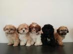 Mooie Boomer pups, ShihTzu x Maltezer. Mogen al mee., Dieren en Toebehoren, Honden | Chihuahua's en Gezelschapshonden, CDV (hondenziekte)