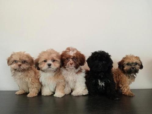 Mooie Boomer pups, ShihTzu x Maltezer. Mogen al mee., Dieren en Toebehoren, Honden | Chihuahua's en Gezelschapshonden, Meerdere dieren