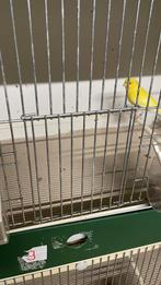 Gezocht intensieve gele kanarie pop, Vrouwelijk, Kleurkanarie