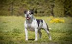 American bully XL dekreu, Dieren en Toebehoren, België, Rabiës (hondsdolheid), Eén hond, Fokker | Professioneel