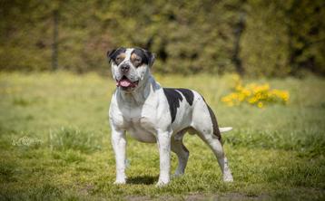 American bully XL dekreu beschikbaar voor biedingen