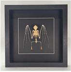 Vleermuis skelet in luxe lijst  25x25 vm, Ophalen of Verzenden, Nieuw, Overige soorten, Schedel