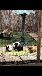 Cavia beren zoeken goed huisje!!, Mannelijk, Cavia, Na 1 juli 2024