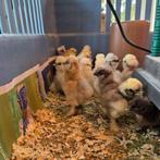 USA - Zijdehoen kuikens, Dieren en Toebehoren, Oktober