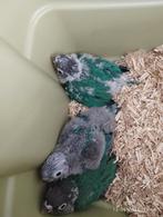 Pyrrhura molinea, Meerdere dieren, Parkiet, Geringd