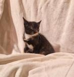 Lieve kittens, Dieren en Toebehoren, Katten en Kittens | Raskatten | Korthaar, Meerdere dieren