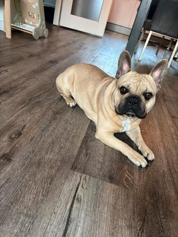 Lieve Franse Bulldog zoekt een nieuw gouden mandje! beschikbaar voor biedingen