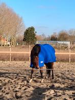 Lieve engels volbloed te koop, Dieren en Toebehoren, Paarden, Ruin, Zadelmak, Recreatiepaard, Ontwormd