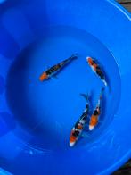 4x japanse koi van tamauro, Dieren en Toebehoren, Vissen | Vijvervissen, Karper of Koi