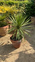 Prachtige palmlelie op stam, Tuin en Terras, Planten | Tuinplanten, Ophalen of Verzenden, Zomer, Overige soorten, Volle zon