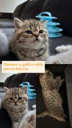 Britse korthaar kittens, Dieren en Toebehoren, Katten en Kittens | Raskatten | Korthaar, Meerdere dieren, Met stamboom