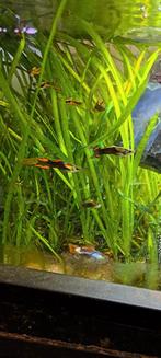 Guppen v0,50 m1,00, Dieren en Toebehoren, Vis