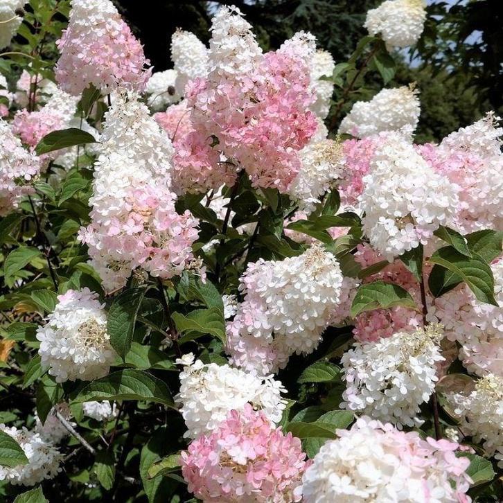 Pluimhortensia, Hydrangea Paniculata Phantom, Tuin en Terras, Planten | Tuinplanten, Vaste plant, Overige soorten, Volle zon, Zomer