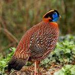 Temminck tragopaan TRT, Dieren en Toebehoren, Vogels | Overige Vogels, Meerdere dieren, Tropenvogel, Geringd