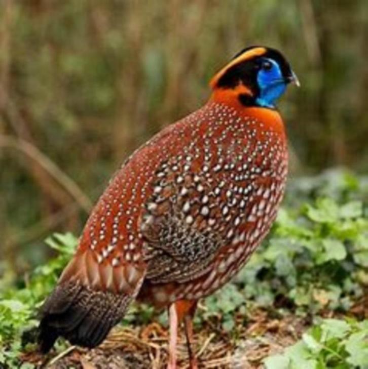 Temminck tragopaan TRT hen, Dieren en Toebehoren, Vogels | Overige Vogels, Tropenvogel, Meerdere dieren, Tam, Geringd