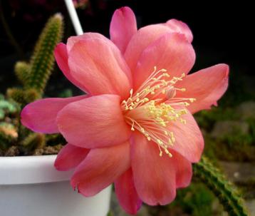 cactus - Aporocactus Klärchen  beschikbaar voor biedingen