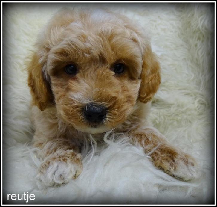 Maltipoo F1b pups teefjes, Dieren en Toebehoren, Honden | Chihuahua's en Gezelschapshonden, Teef, Poedel, Fokker | Professioneel