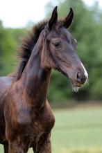 Merrie veulen dressuur gefokt, Dieren en Toebehoren, Merrie, Dressuurpaard, 0 tot 2 jaar