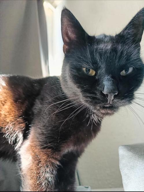 Zwarte kat vermist, Dieren en Toebehoren, Vermiste en Gevonden Dieren, Kat