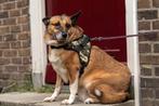 SUPER LIEF EN MAKKELIJK OUDER HONDJE ROOSJE 1 BROK LIEFDE, 6 jaar of ouder, Particulier, Rabiës (hondsdolheid), Buitenland