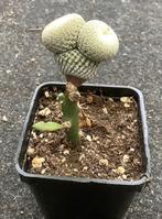 Cactus, Epithelantha, Ophalen of Verzenden, Cactus, Volle zon, Minder dan 100 cm