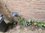 Klimop hedera, Ophalen, Vaste plant, Halfschaduw, Klimplanten