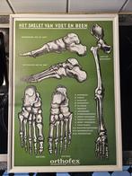 Vintage plaat.Het skelet van voet en been., Ophalen of Verzenden