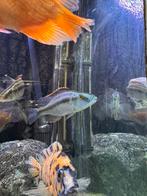 Cichlide koppel, Dieren en Toebehoren, Vissen | Aquariumvissen, Vis