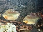 Koppel Piranha’s (Metynnis Hypsauchen), Dieren en Toebehoren, Vissen | Aquariumvissen, Vis