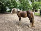 3 jarige bruinzilverappel Irish Cob hengst (wordt geruind), Dieren en Toebehoren, Paarden, Minder dan 160 cm, Gechipt, Hengst