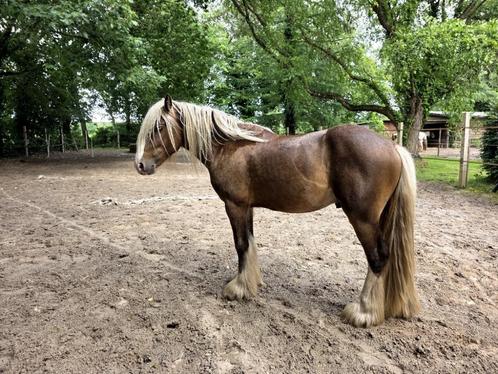 3 jarige bruinzilverappel Irish Cob hengst (wordt geruind), Dieren en Toebehoren, Paarden, Hengst, Onbeleerd, Minder dan 160 cm