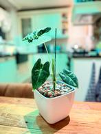 Alicasia frydek variegata jonge plant, Huis en Inrichting, Kamerplanten, Ophalen of Verzenden, Halfschaduw, Minder dan 100 cm