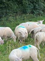 Charollais ooien, Dieren en Toebehoren, Schapen, Geiten en Varkens, Meerdere dieren, Schaap