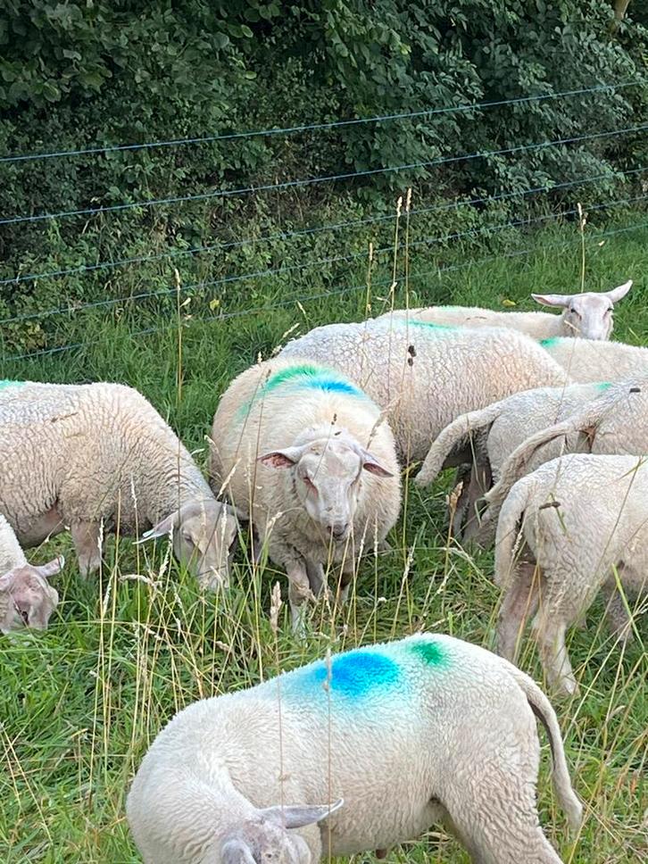 Charollais ooien, Dieren en Toebehoren, Schapen, Geiten en Varkens, Schaap, Meerdere dieren