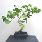 Ginkgo Biloba Bonsai- Tempelboom, Huis en Inrichting, In pot, Minder dan 100 cm, Bonsai, Groene kamerplant