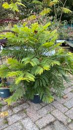 Jacaranda bonsai blue nu €45, Tuin en Terras, Planten | Bomen, Ophalen, Bloeit niet, Halfschaduw, Overige soorten