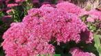 Vasteplant Sedum 'Herbstfreude' - Sleutelbloem, Ophalen of Verzenden, Zomer, Overige soorten, Volle zon