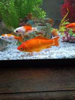 4 goudvissen, Dieren en Toebehoren, Ophalen