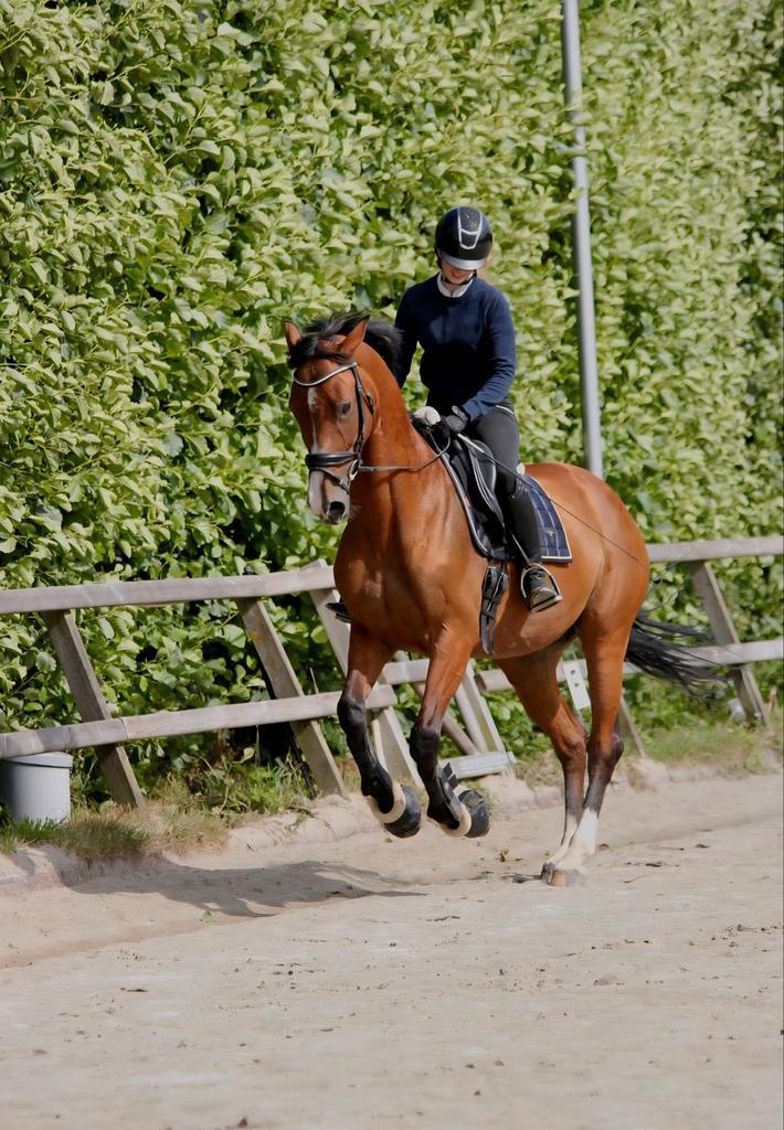 Mooie goudeerlijke goedbewegende merrie V. bojengelxM.odense, Dieren en Toebehoren, Paarden, Merrie, Recreatiepaard