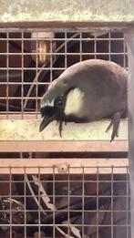Tekoop 0-1 Garrulax chinensis geringd 2022, Dieren en Toebehoren, Vrouwelijk, Tropenvogel, Geringd