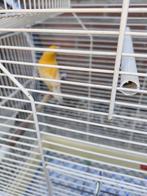 Twee kanarie vogels zonder kooi, Dieren en Toebehoren, Vogels | Kanaries, Meerdere dieren, Zangkanarie