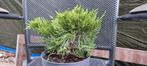 Jeneverbes bonsai start materiaal, Ophalen of Verzenden, Vaste plant, Overige soorten, Volle zon