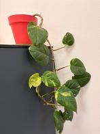 Epipremnum aureum, Huis en Inrichting, Kamerplanten, Ophalen of Verzenden, Halfschaduw, Minder dan 100 cm