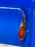 Showa, Karper of Koi